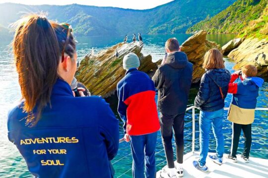 Marlborough Sounds Ultimate Cruise