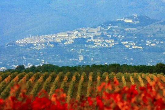 Exclusive Cortona tour from Florence: Land of Tuscan Syrah.