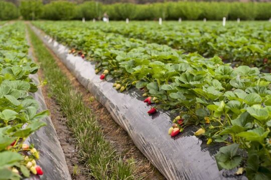 Fruits picking tour from Melbourne