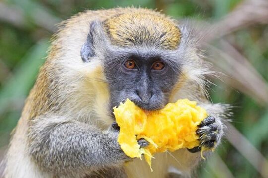 Island Adventure Harrison's Cave Monkey Feeding lunch inclusive