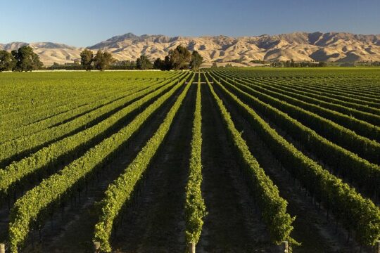 Full-Day Marlborough Wine Tour from Blenheim
