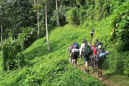 Bush Hiking to explore Wild Plants & Fresh Fruits,Montego Bay