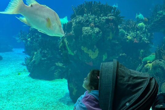 Oceanarium, Telecabine and San George Castelo Full Day Trip