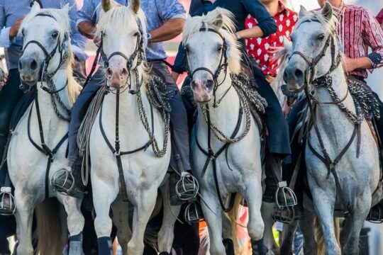 Camargue Small-Group Day Trip from Avignon