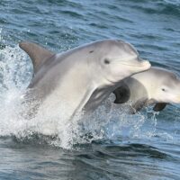 Shore Excursions
