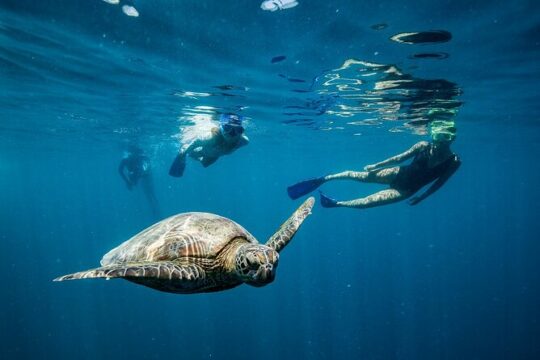 Great Barrier Reef Full Day Adventure