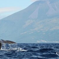 Dolphin & Whale Watching
