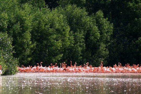 Private Tour Celestun Flamingo Watching and Beach