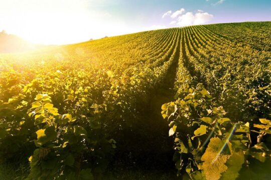 Private trip to home of Tokaj Aszu, with winetasting and private guide!