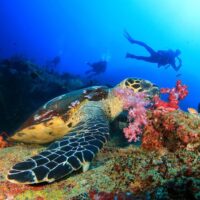 Snorkeling