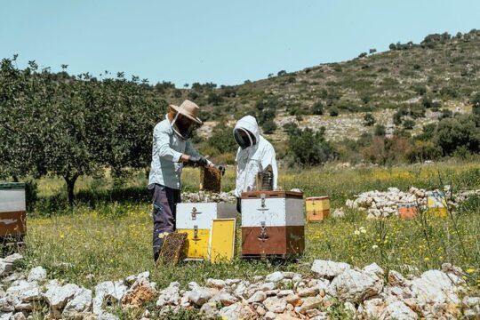 Discover Crete: Wine, Honey, History, and Cuisine Private Tour