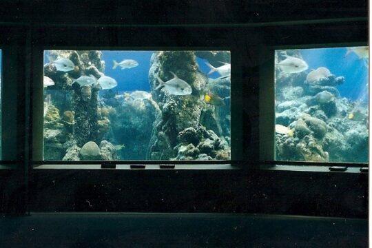 Guided Tour of Coral World Ocean Park & Happy Hour