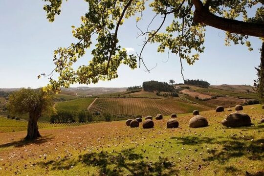 Private Wine Tasting Tour In Lisbon Wine Region