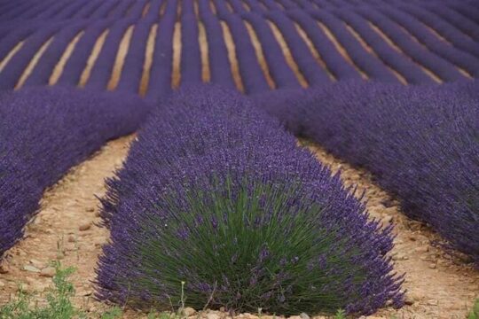 Full-day Private Tour Gorges du Verdon (LAVENDER JUNE 15/JULY 15)