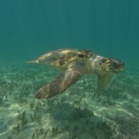 Snorkeling