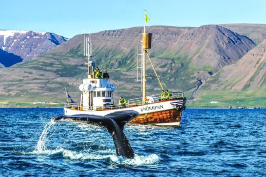 Whale Watching on board a Traditional Oak Boat from Árskógssandur