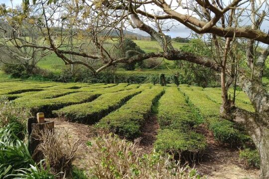 Azores: 1 Day Private Tour Furnas Volcanic Activity & Hot Springs