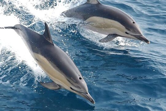 Albufeira: Dolphins and Caves Private Tour