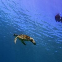 Snorkeling