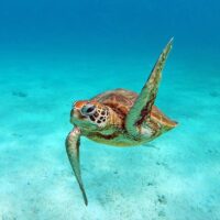 Cruises, Sailing & Water Tours
