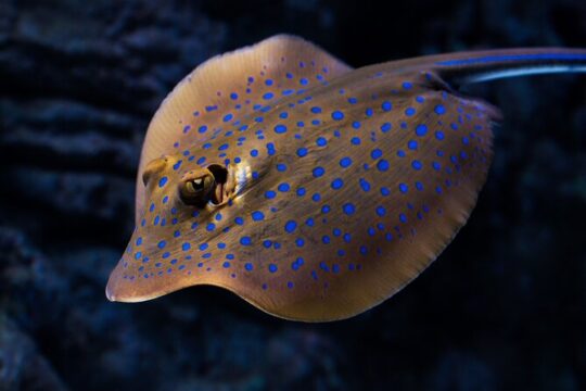 Cairns Aquarium by Twilight Tour