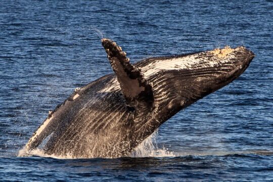 Luxury Sunset Cruise in Cabo