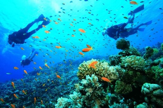 Diving Tour with Lunch