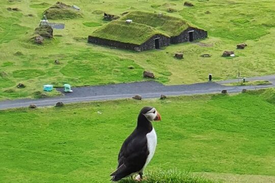 Eyjascooter Puffin Tour in Iceland