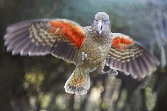 Willowbank Wildlife Reserve Day Entry