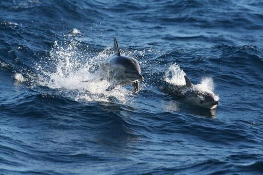 Small Group Port Stephens + Dolphins + 4WD/sandboarding ex Sydney