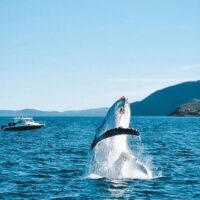 Shore Excursions