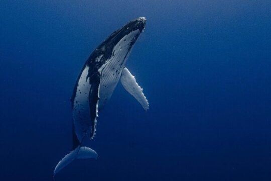 Private Ocean Safari Tour in Cabo San Lucas