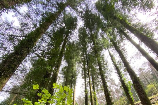 Porto: Trail Serra do Marão com Aventura e Picnic