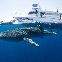 Cruises, Sailing & Water Tours