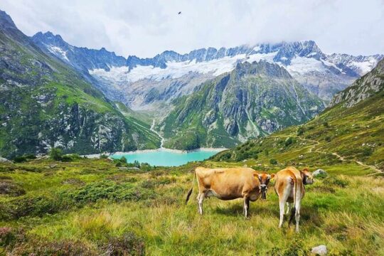 Full-Day Hiking Swiss Alps and Lake Lucerne with Pick-up