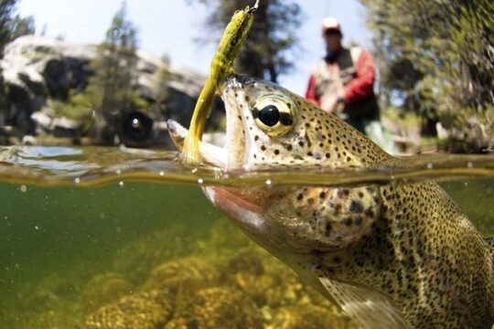 Arctic River Fishing Tour