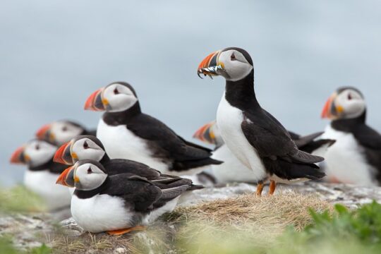 Reykjavik Shore Excursion: Puffin Sightseeing Cruise