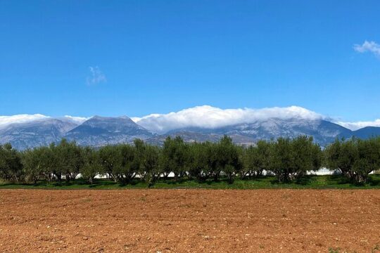 Cooking Class and Meal at our Family Olive Farm (the Cretan Vibes Farm)!