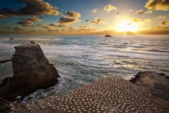 Eco tour to Muriwai Beach & Gannet Colony including transport from Auckland