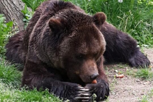Brasov: Bear Sanctuary, Bran Castle & Rasnov Fortress GUIDED Tour