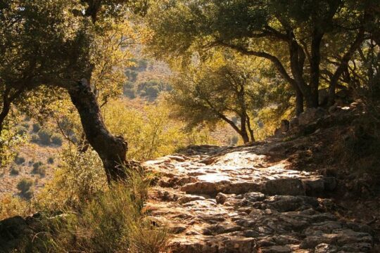 Combo Tour: Knossos&Lasithi Plateau,Cave of Zeus&Olive mill Farm