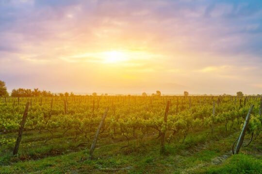 Kakheti wine region - Private Tour