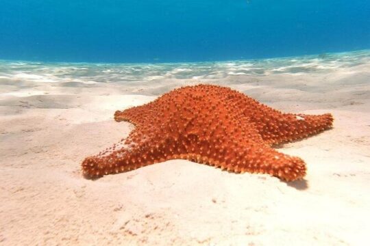 Private snorkeling tour to El Cielo