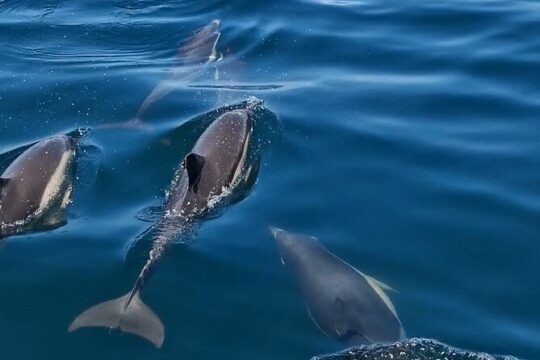 Dolphin Watching