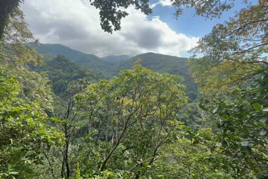 Hike St Kitts: Wingfield Rainforest and Romney Experience