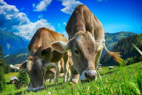 Bled & Bohinj Lakes,Alpine Fairytale with Triglav National Park panoramic drives