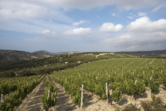 Private Cretan Gastronomic experience Winery visit with Tastings & Cooking Class