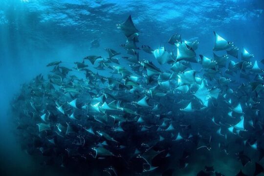 Snorkeling Open Ocean Wildlife Safari in Los Cabos with Photos Included