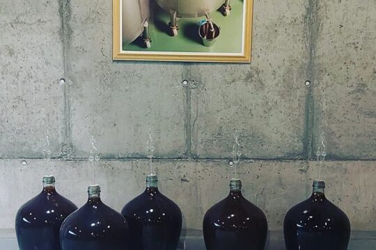 Tokaj Wine Tour