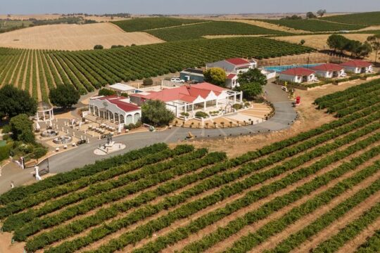 Barossa 4 Hours Wine Experience and Vineyard Walk with Lunch
